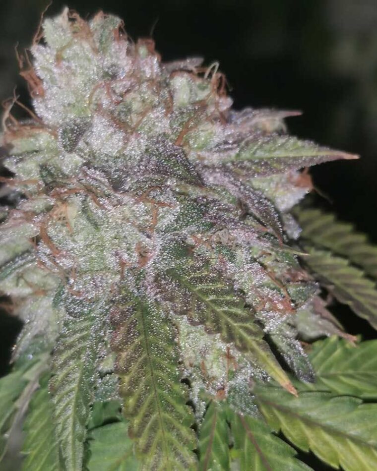 Runtzosa cannabis seeds – Super Strength – Citrus – Indoor-friendly – image 1 from Seed City