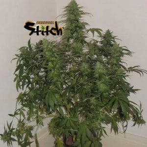 Russian Fuel Auto from Flash Seeds