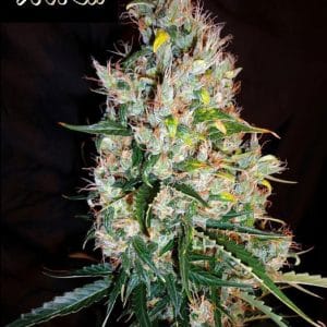 Russian Haze Auto cannabis seeds – Relaxing – Indoor-friendly – Sativa-leaning – image 1 from Seed City