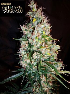 Russian Haze Auto