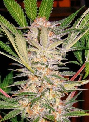 S.A.D. Fast V (Sweet Afghani Delicious)