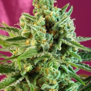 S.A.D. Sweet Afgani Delicious CBD by Sweet Seeds – High CBD – The End of September – Mostly Indica – image 1 – Seed City