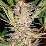 S.A.D. (Sweet Afghani Delicious) cannabis seeds – Resistant to Pests – Indica-heavy – Musky – image 1 from Seed City