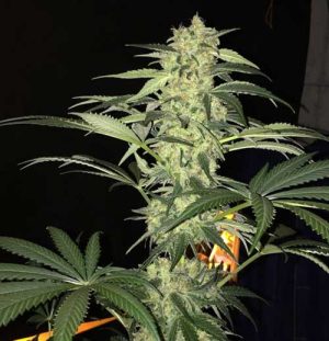 S.A.G.E. CBD