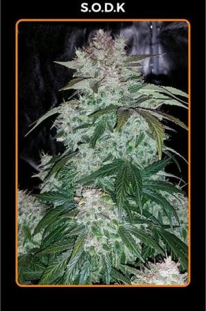 S.O.D.K Auto