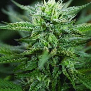 SCROG CBD cannabis seeds – Headaches – High CBD – Feminized – image 1 from Seed City