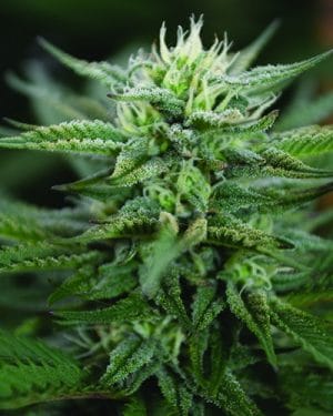 SCROG CBD