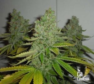 SFV OG Kush IB