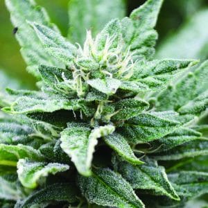 SFV OG Kush x RPK
