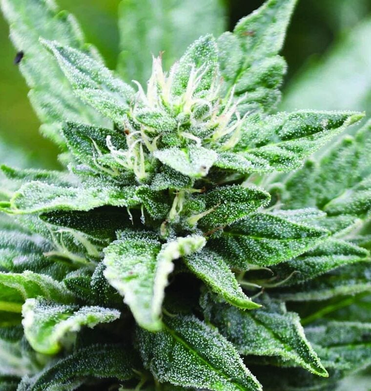 SFV OG Kush x RPK from Emerald Triangle Seeds