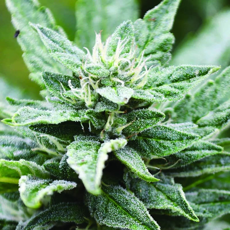 殿様クッシュ SFV OG Kush x RPK 大麻種子 | Emerald Triangle Seeds