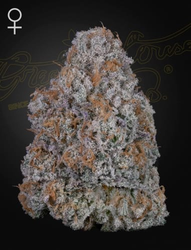 Super Lemon Haze X RS11 from Green House Seeds