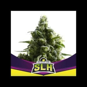 SLH
