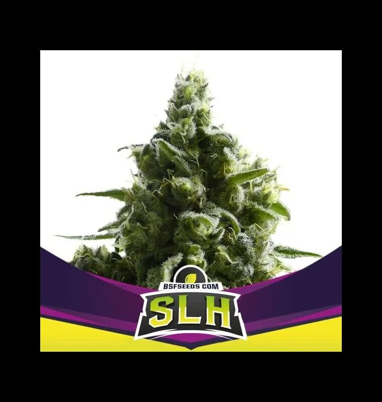 Super Strength – Peppery – Tall (140cm plus) – SLH strain – image 1 – from BSF Seeds via Seed City