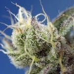 Image 2 of Sweet Cheese XL Auto cannabis by Sweet Seeds – Auto-Flowering – Sativa Dominant – Skunky – Seed City