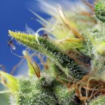showing Auto-Flowering – Good for outdoor grow – High CBD – image 1 – Seed City