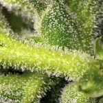 Sweet Pure Auto CBD cannabis seeds – Short (up to 80cm) – Citrus – Good for outdoor grow – image 2 from Seed City