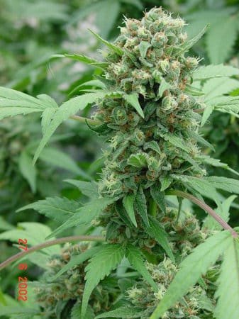 Shit cannabis seeds – Fruity – 12/12 Photoperiod – Excellent harvest potential – image 3 from Seed City