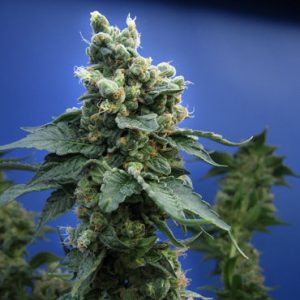 Sativa-leaning – Feminized – 12/12 Photoperiod – Sage 'N Sour strain – image 1 – from TH Seeds via Seed City