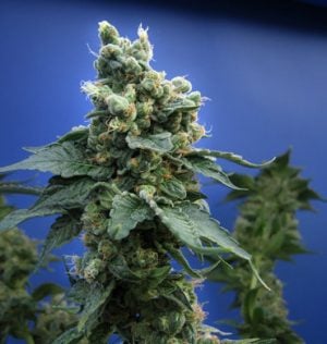 Sage ‘N Sour