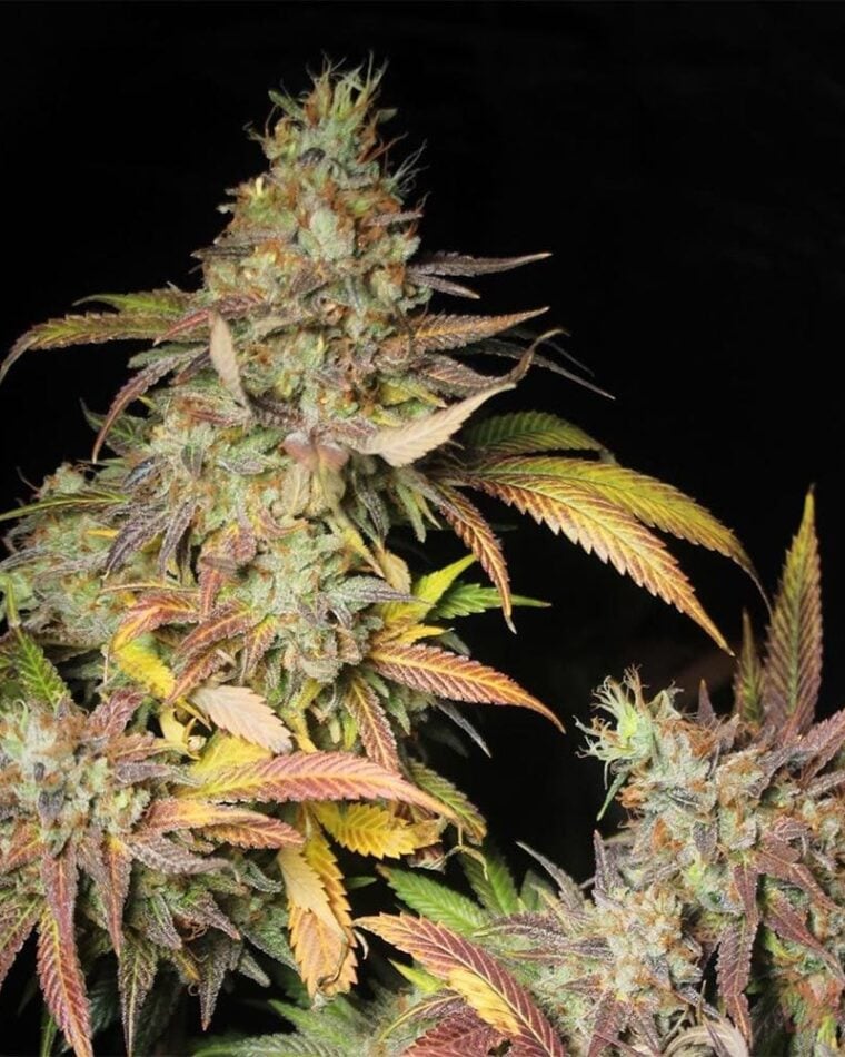 Salpicón from Black Tuna Seeds