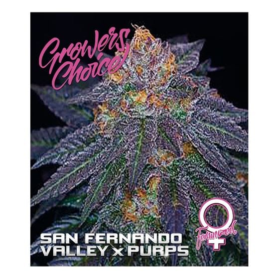 Image 1 of San Fernando Valley x Purps cannabis by Growers Choice – 12/12 Photoperiod – Sweet – Feminized – Seed City