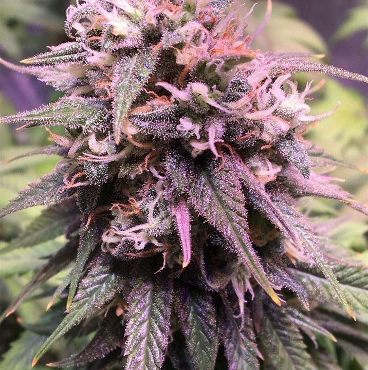 San Francisco Sour Dough cannabis seeds – 12/12 Photoperiod – Sweet – Guaranteed female plants – image 1 from Seed City