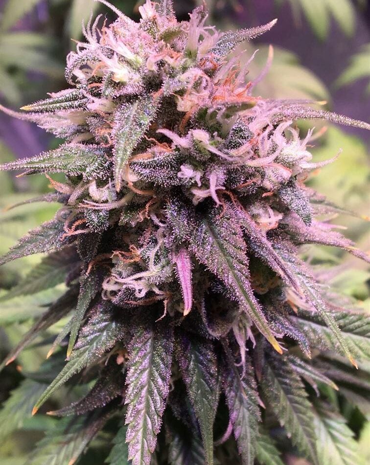 San Francisco Sour Dough cannabis seeds – 12/12 Photoperiod – Sweet – Guaranteed female plants – image 1 from Seed City