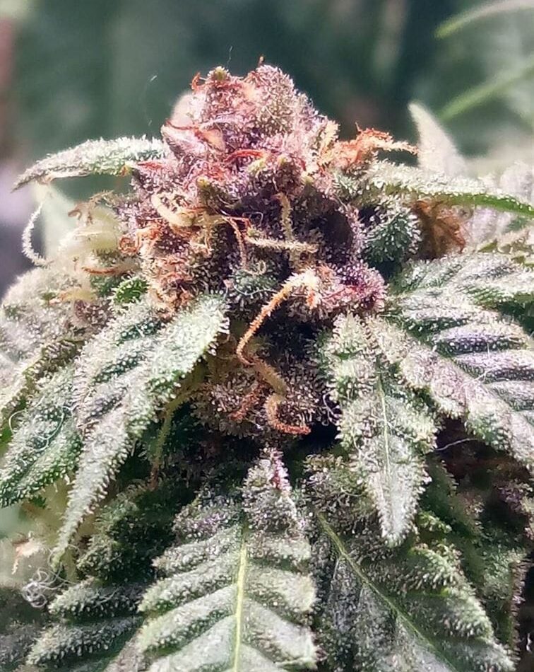 Sangria cannabis seeds – Mostly Indica – Insomnia – Regular – image 1 from Seed City