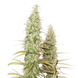 Image 1 of Santa Marta Haze cannabis by Seed Stockers – Mostly Sativa – Indoor – Guaranteed female plants – Seed City