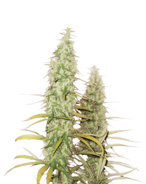 Santa Marta Haze