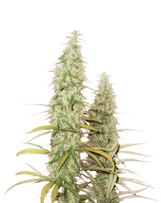 Image 1 of Santa Marta Haze cannabis by Seed Stockers – Mostly Sativa – Indoor – Guaranteed female plants – Seed City