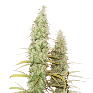Santa Marta Haze Auto by Seed Stockers – Super Strength – Auto-Flowering – Cerebral – image 1 – Seed City