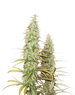 Santa Marta Haze Auto