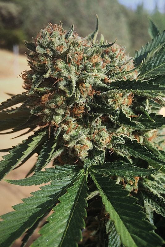 Image 1 of Sapphire OG cannabis by Humboldt Seed Organisation – Relaxing – Floral – Indoor-friendly – Seed City