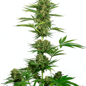 High CBD – Hashy – Relaxing – Satin Black Domina CBD strain – image 1 – from Sensi Seeds via Seed City