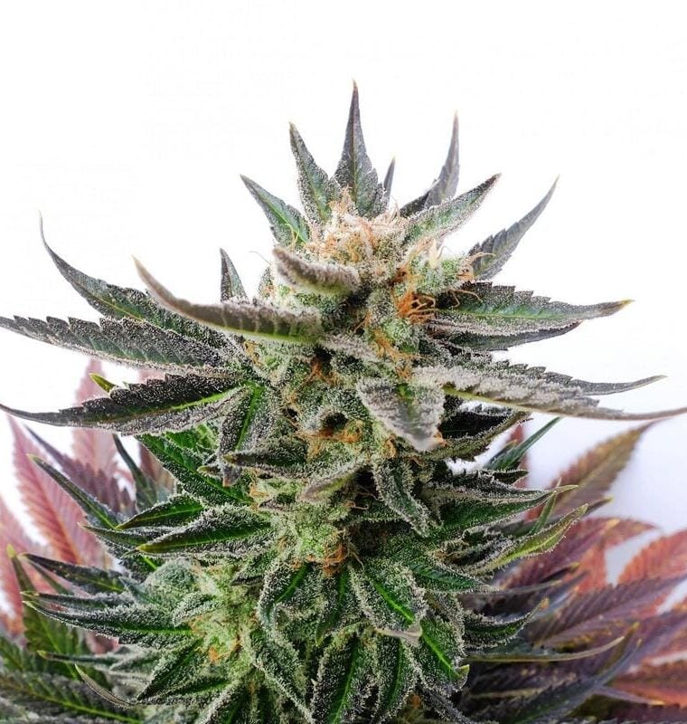 Sativa Dream cannabis seeds – Sativa-leaning – Herbal – Indoor – image 1 from Seed City