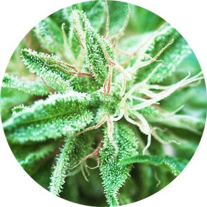 Sativa Samadhi