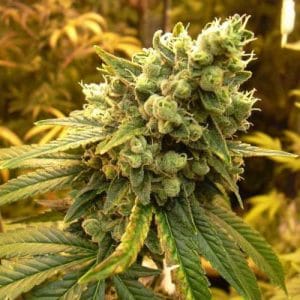 Citrus – Sativa Dominant – Feminized – Sour Diesel strain – image 1 – from Nirvana Seeds via Seed City