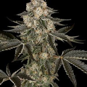 Sauvignon Blanc Auto from Sensi Research Seeds