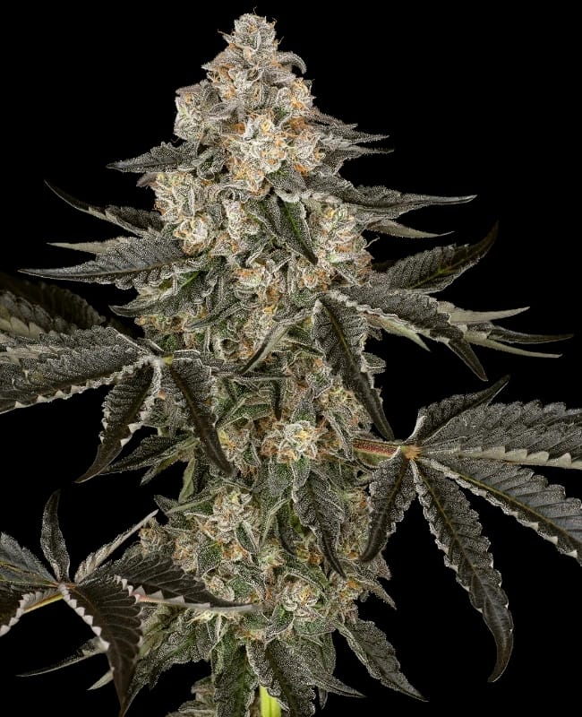 Sauvignon Blanc Auto from Sensi Research Seeds