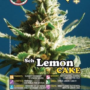 Image 1 of Sch' Lemon Cake cannabis by Big Buddha Seeds – Motivational – Sativa Dominant – 12/12 Photoperiod – Seed City