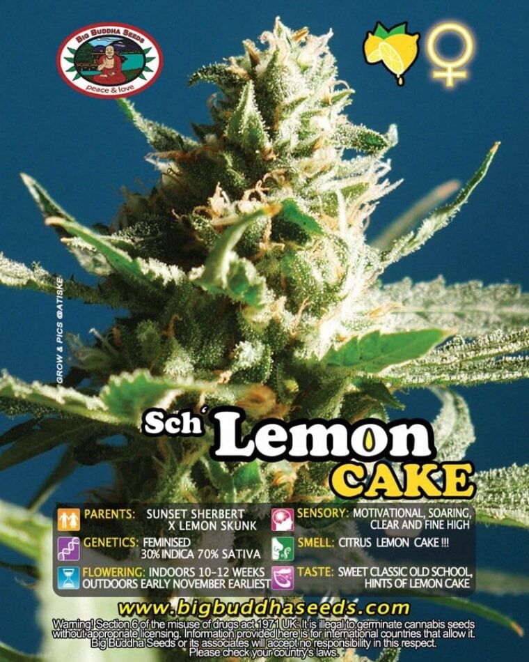 Image 1 of Sch' Lemon Cake cannabis by Big Buddha Seeds – Motivational – Sativa Dominant – 12/12 Photoperiod – Seed City
