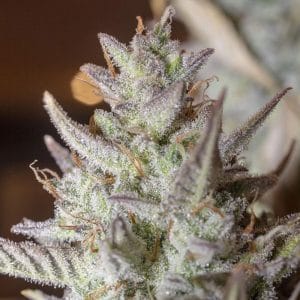 Scoopski F2 Auto