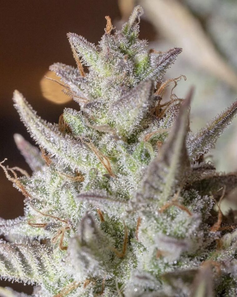 Scoopski F2 Auto from Night Owl Seeds