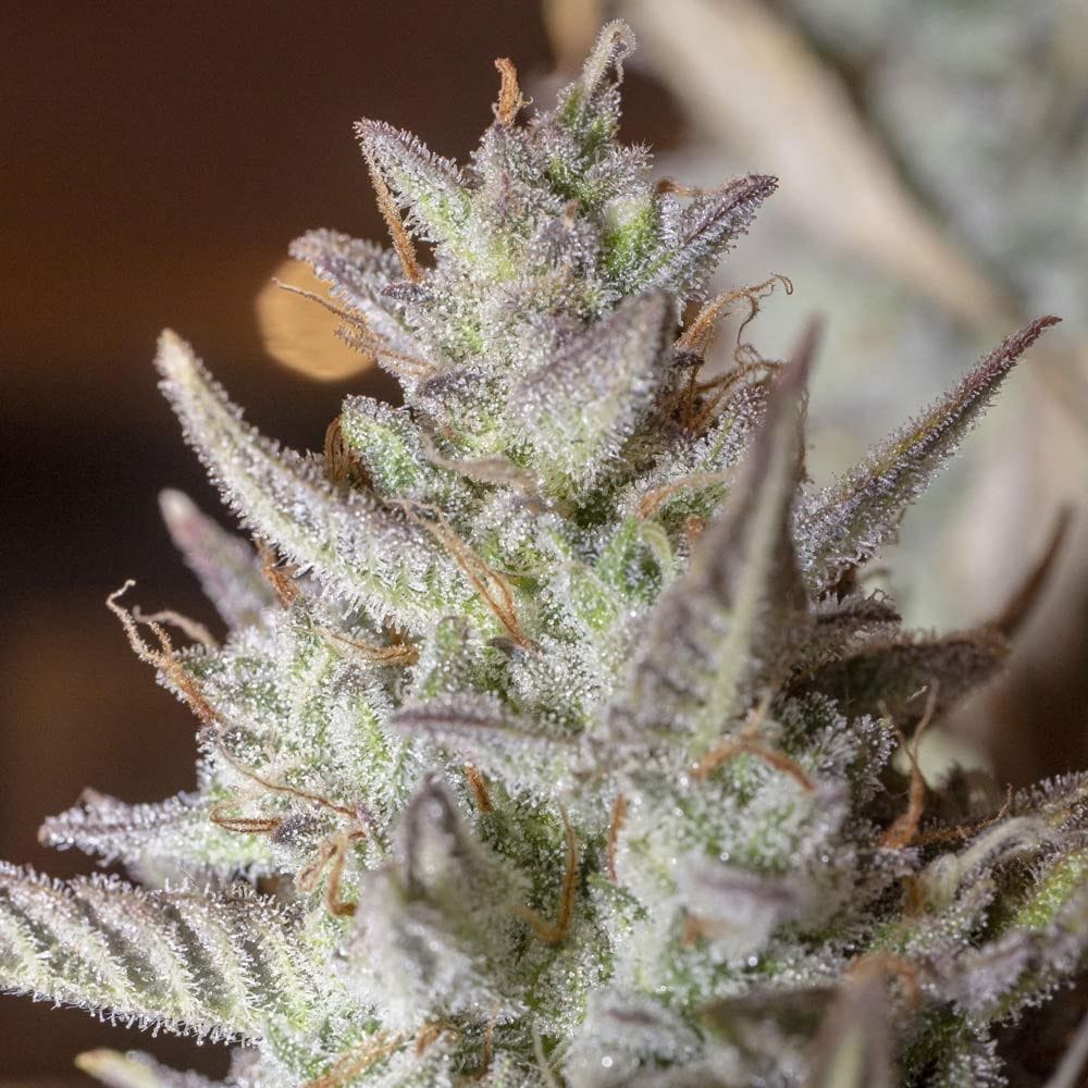 Scoopski F2 Auto from Night Owl Seeds