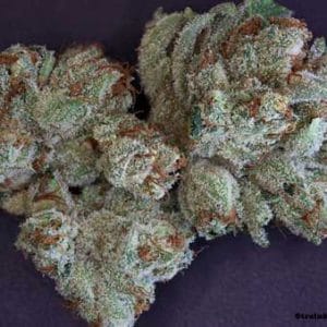 Scott's OG from Rare Dankness Seeds