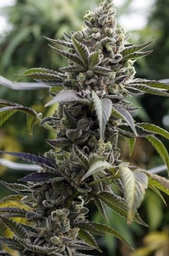 Image 3 of Scott's OG cannabis by Rare Dankness Seeds – Citrus – Indica Dominant – Good for outdoor grow – Seed City
