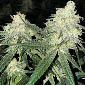 Scotts Haze