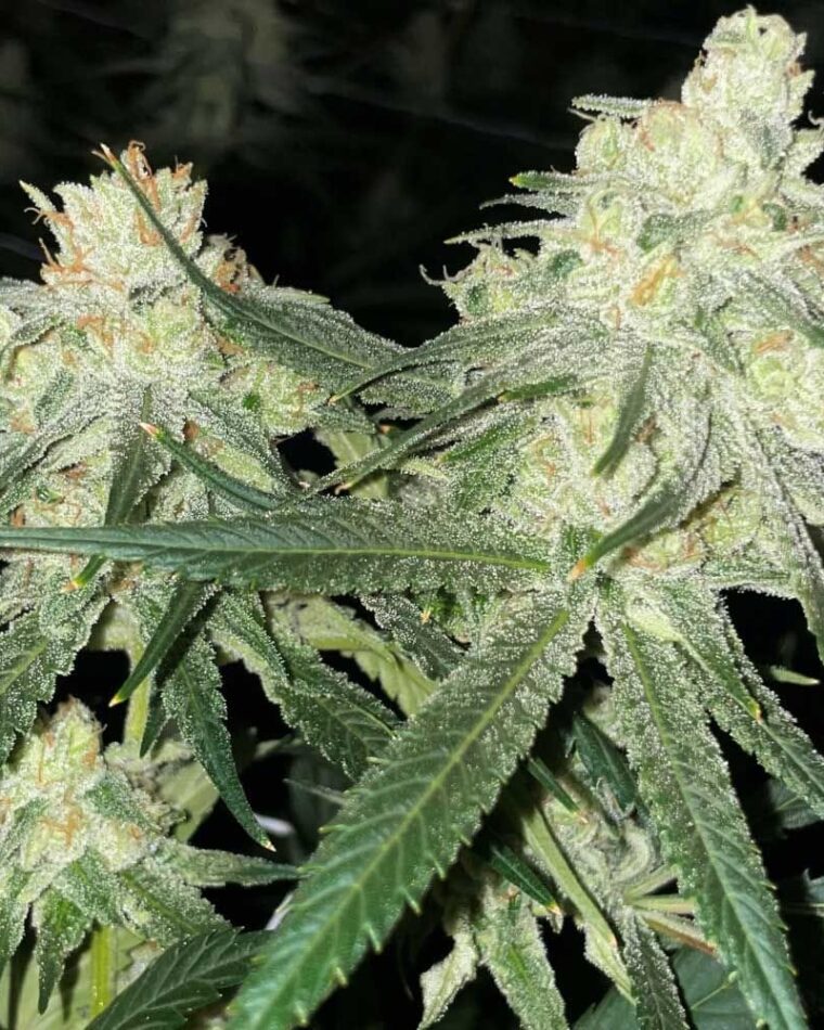 Scotts Haze cannabis seeds – Creative – Regular – Good for outdoor grow – image 1 from Seed City